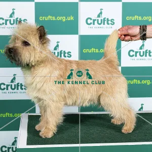 Best of Breed Cairn Terrier Crufts 2023