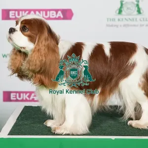 Best of Breed Cavalier King Charles Spaniel Best of Breed Cavalier King Charles Spaniel