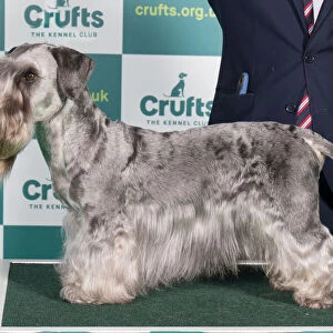 Best of Breed CESKY TERRIER Crufts 2022
