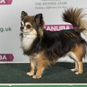 Best of Breed CHIHUAHUA (LONG COAT)