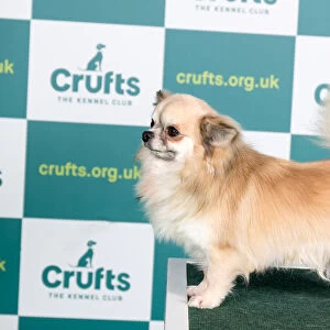 Best of Breed CHIHUAHUA (LONG COAT) Crufts 2022