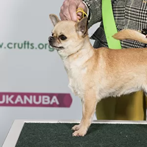 Best of Breed CHIHUAHUA (SMOOTH COAT)