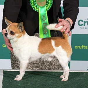 Best of Breed CHIHUAHUA (SMOOTH COAT) Crufts 2023