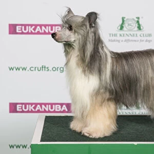 Best of Breed CHINESE CRESTED