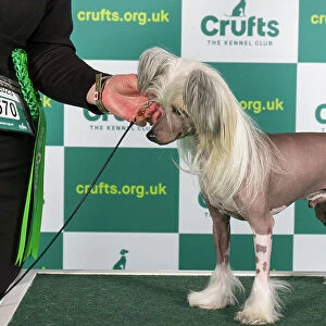 Best of Breed CHINESE CRESTED Crufts 2023