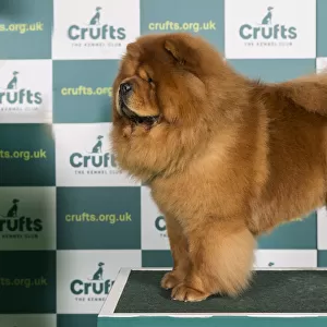Best of Breed CHOW CHOW Crufts 2022