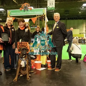 Best Breed club winners stand Boxer