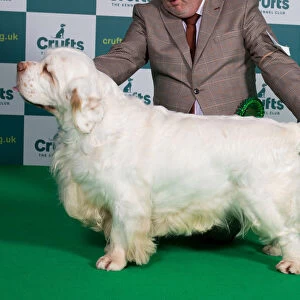 Best of Breed Clumber Spaniel Crufts 2022