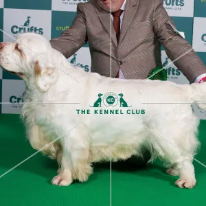 Best of Breed Clumber Spaniel Crufts 2022