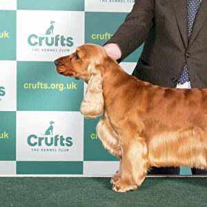 Best of Breed Cocker Spaniel Crufts 2022