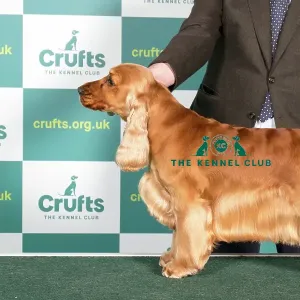 Best of Breed Cocker Spaniel Crufts Art Prints, Posters