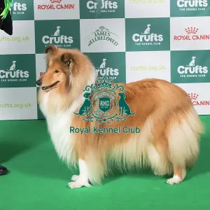 Best of Breed Collie (Rough) 2025