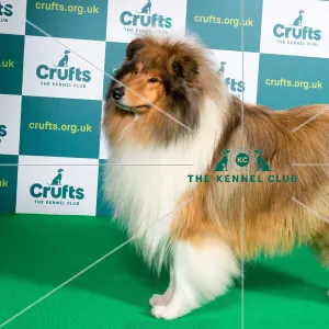 Best of Breed COLLIE (ROUGH) Crufts 2022