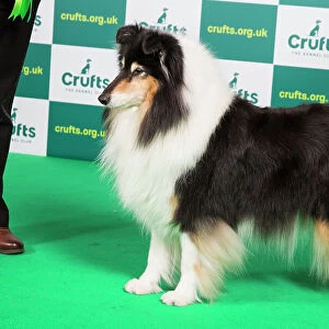 Best of Breed COLLIE (ROUGH) Crufts 2023