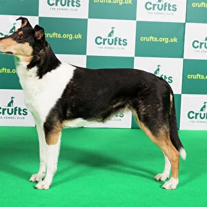 Best of Breed COLLIE (SMOOTH) Crufts 2023
