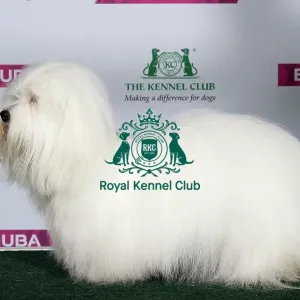 Best of Breed COTON DE TULEAR