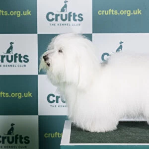 Best of Breed COTON DE TULEAR Crufts 2022