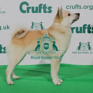 Best of Breed Crufts 2020 NORWEGIAN BUHUND