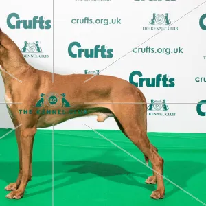 Best of Breed Crufts 2020 PHARAOH HOUND