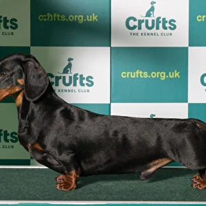 Best of Breed Crufts 2022 DACHSHUND (SMOOTH HAIRED)