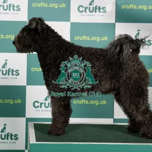 Best of Breed Crufts 2022 Hungarian Pumi