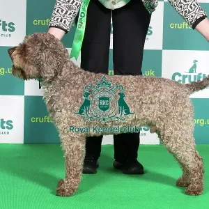 Best of Breed Crufts 2022 LAGOTTO ROMAGNOLO (IMP)