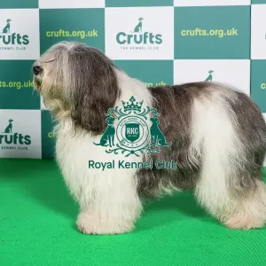 Best of Breed Crufts 2022 Polish Lowland Sheepdog
