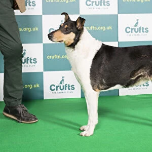 Best of Breed Crufts 2022 Smooth Collie