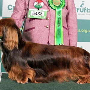 Best of Breed DACHSHUND (LONG HAIRED)