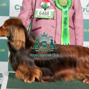 Best of Breed DACHSHUND (LONG HAIRED)