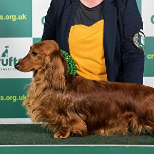 Best of Breed DACHSHUND (LONG HAIRED) Crufts 2023
