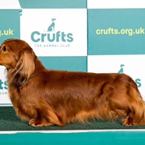 Best of Breed DACHSHUND (MINIATURE LONG HAIRED)
