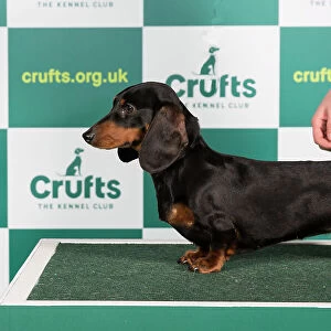 Best of Breed DACHSHUND (MINIATURE SMOOTH HAIRED) Crufts 2023
