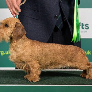 Best of Breed DACHSHUND (MINIATURE WIRE HAIRED) Crufts 2023