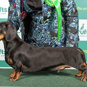 Best of Breed DACHSHUND (SMOOTH HAIRED) Crufts 2023