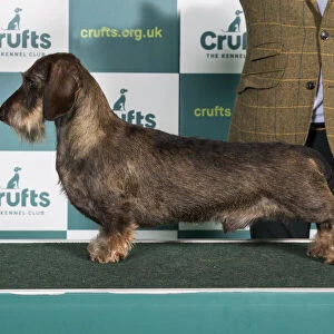 Best of Breed DACHSHUND (WIRE HAIRED) Crufts 2022