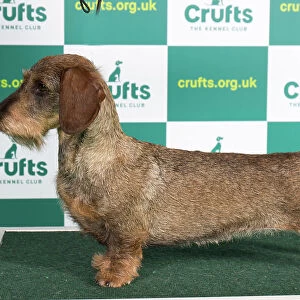 Best of Breed DACHSHUND (WIRE HAIRED) Crufts 2023
