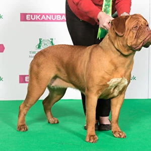 Best of Breed DOGUE DE BORDEAUX
