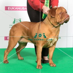 Best of Breed DOGUE DE BORDEAUX