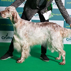 Best of Breed English Setter Crufts 2022