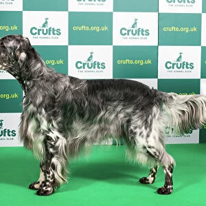 Best of Breed ENGLISH SETTER Crufts 2023
