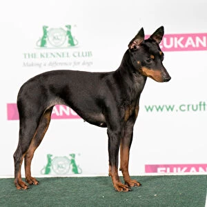 Best of Breed English Toy Terrier (Black & Tan)