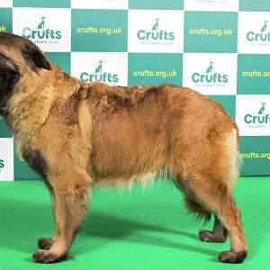 Best of Breed ESTRELA MOUNTAIN DOG (NONCC) Crufts 2023