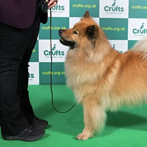 Best of Breed EURASIER Crufts 2023