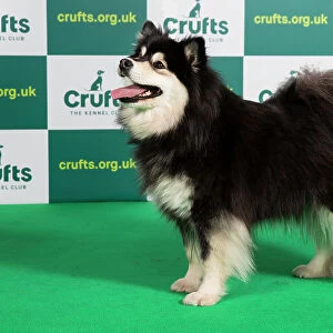 Best of Breed FINNISH LAPPHUND Crufts 2023