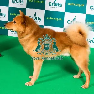 Best of Breed FINNISH SPITZ Crufts 2022