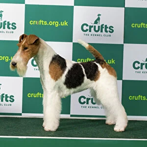 Best of Breed FOX TERRIER (WIRE) Crufts 2023