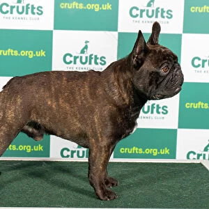 Best of Breed FRENCH BULLDOG Crufts 2023