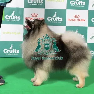 Best of Breed, Friday 7th March 2025