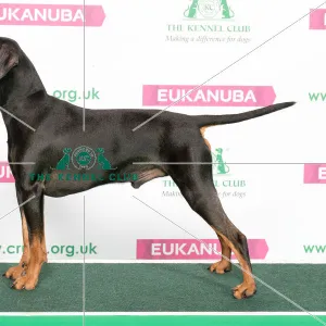 Best of Breed German Pinscher